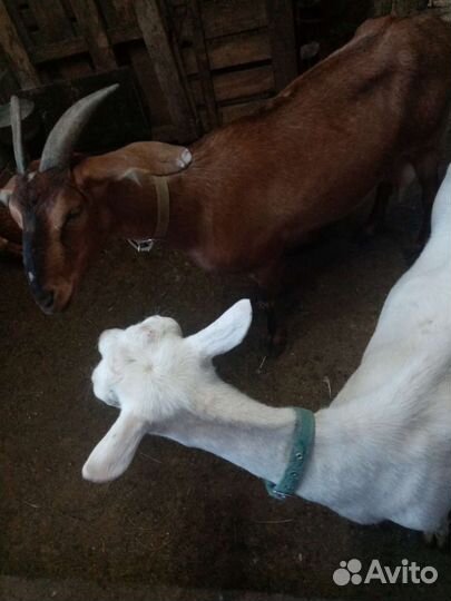 Козы дойные