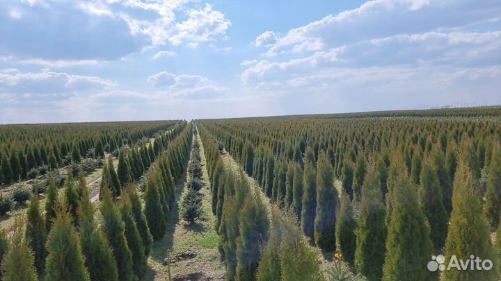 Туя Смарагд