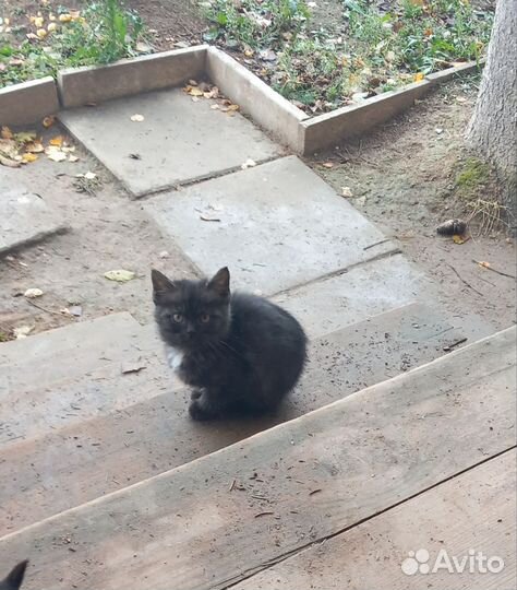 Котенок