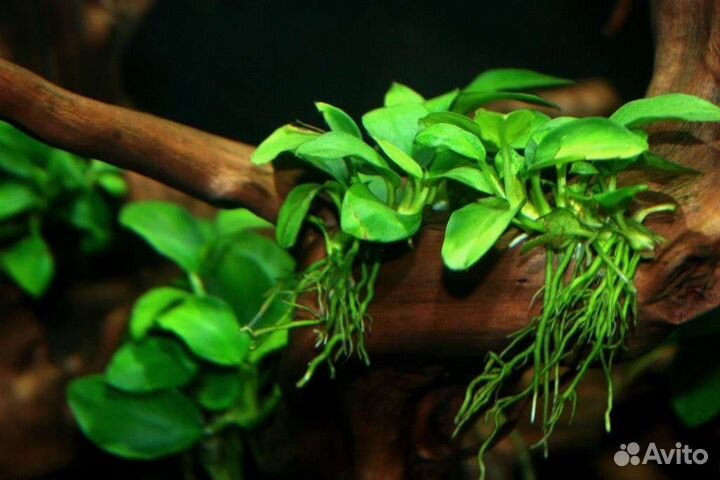 Аквариумные растения