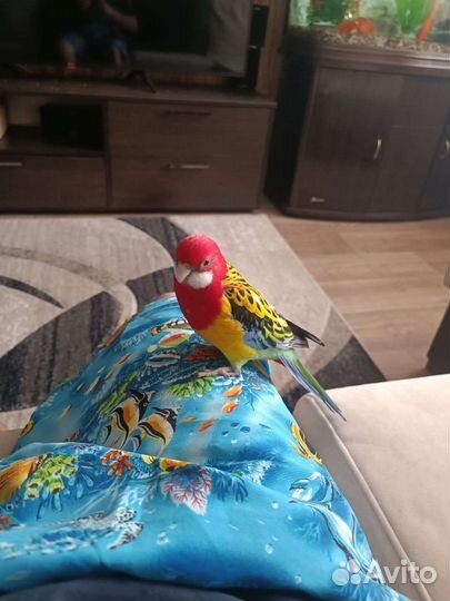 Самец розеллы