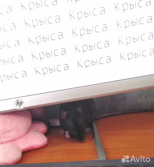 Крысята ручные
