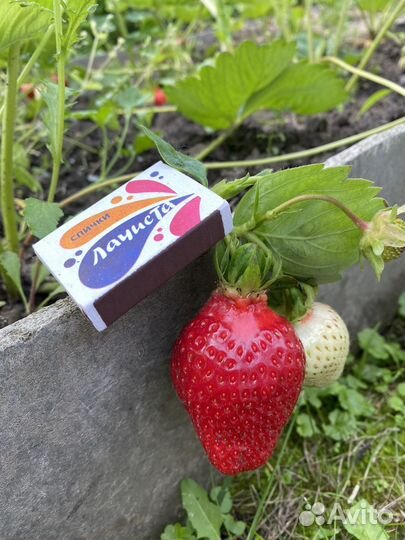 Рассада клубники Азия