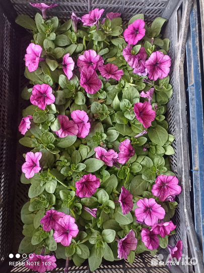 Рассада петунии