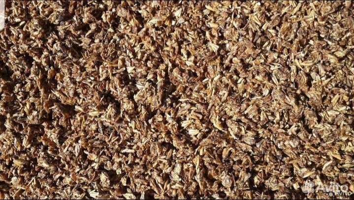 Барда пивная