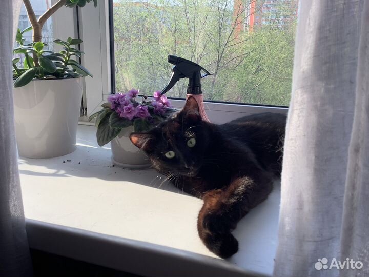 Отдам кота в добрые руки