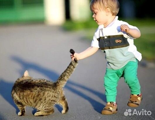 Бенгальская кошка