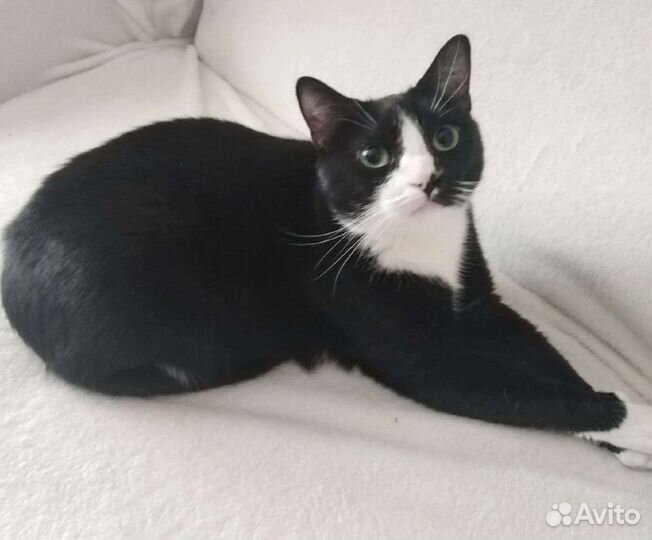 Котик ищет дом