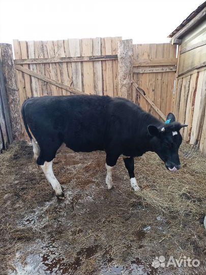 Телка. Баран, овцы