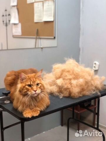 Груминг собак и кошек