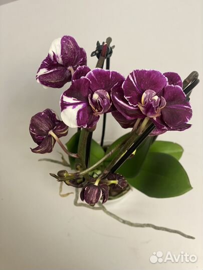 Орхидея каменная роза