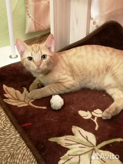 Котик рыжик