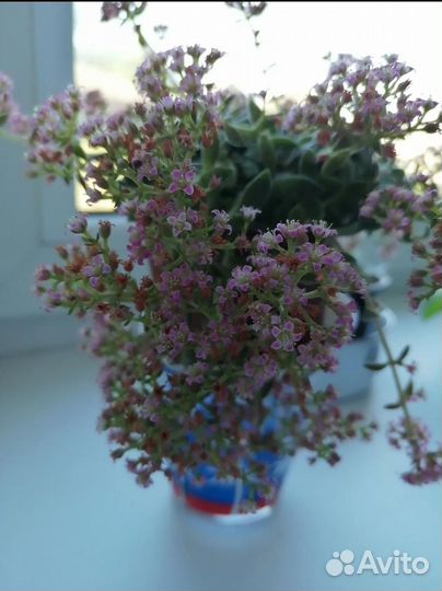 Красула пиктурата