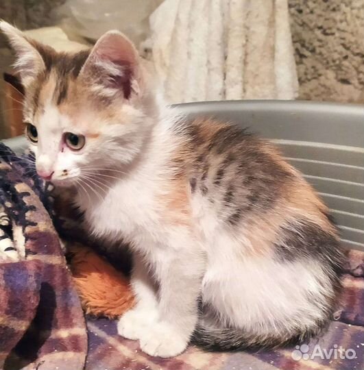Котенок девочка 3 мес