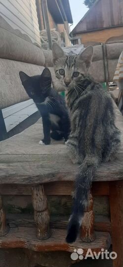 Котята в добрые руки бесплатно