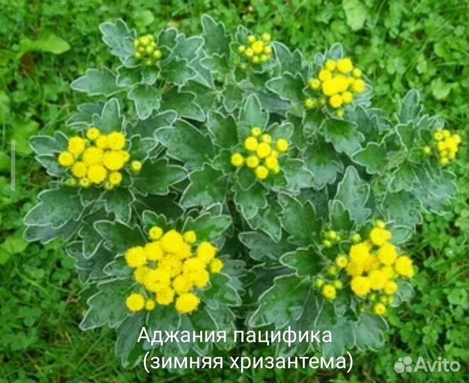 Аджания пацифика