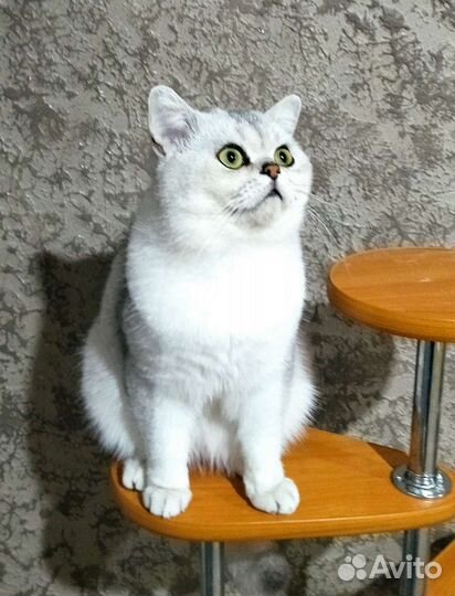 Шотландский кот вязка