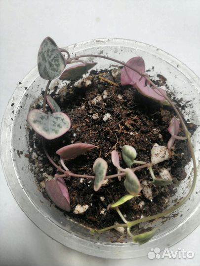 Циропегия вуда