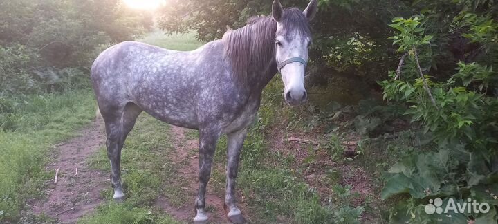 Лошадь кобыла