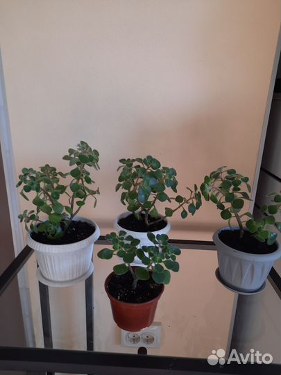 Комнатные цветы