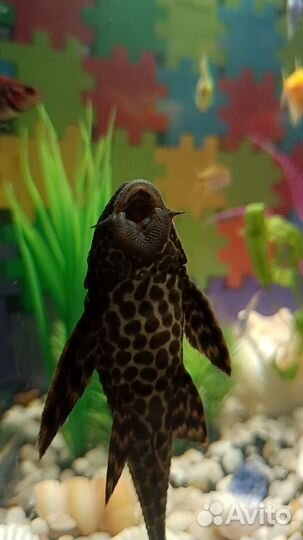 Аквариум с рыбками