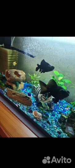 Аквариумные рыбки телескопы золотые рыбки