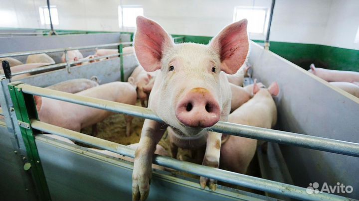 Разнорабочие - Уход за свинками. Вахта