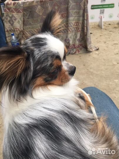 Вязка кобель чихуахуа