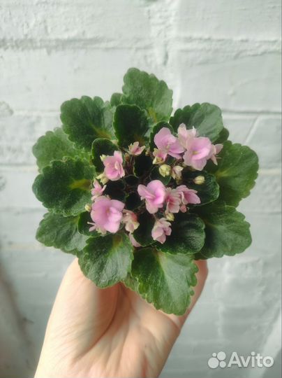 Фиалки. Мини. Сортовые, цветущие