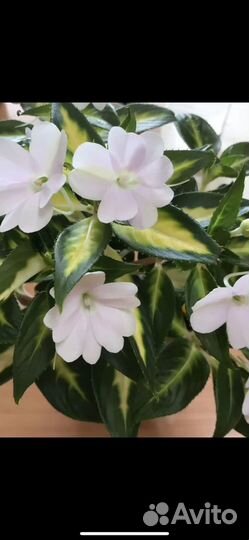 Крестовник роули вариегатный