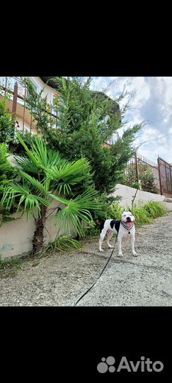 Американский стаффордширский терьер на вязку