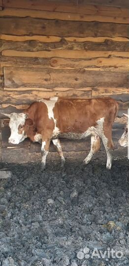 Бычки корова козы баранины