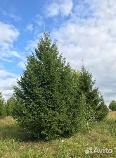 Ель 6+ м крупномер
