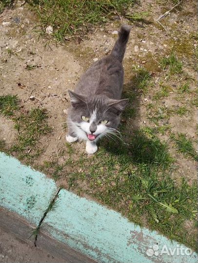 Котенок в добрые руки