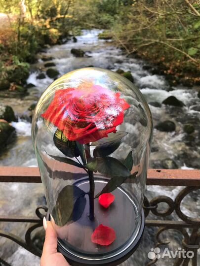 Роза в колбе