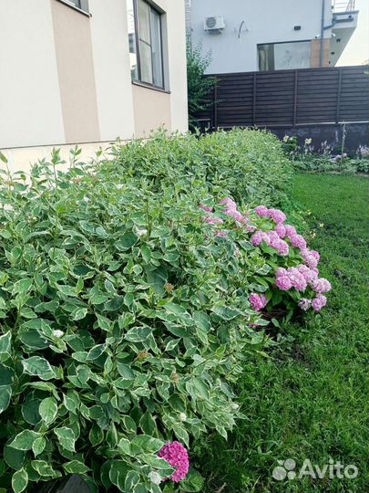 Дерен пестролистный