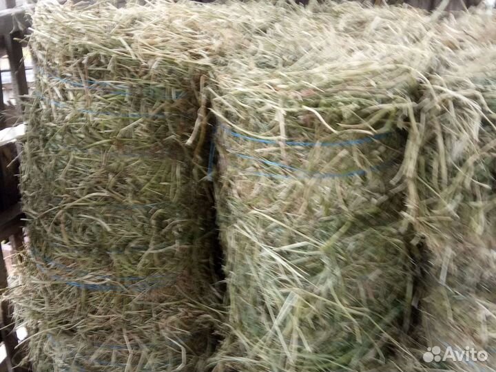 Продам сено в рулонах