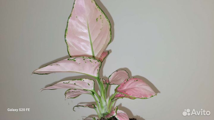 Аглаонема нежно розовая