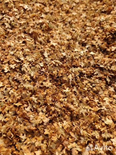 Семена березы