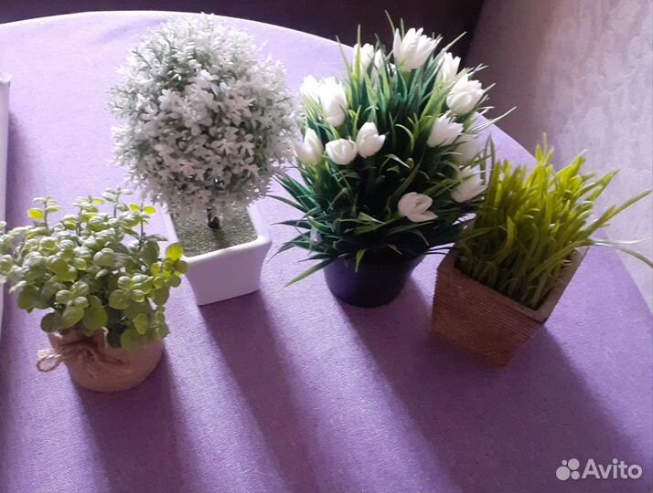 Растения для декора в кашпо