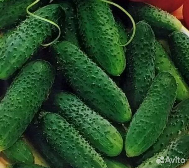 Огурчики Герман семена