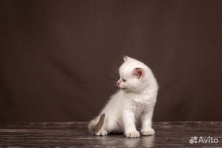 Шотландские котята