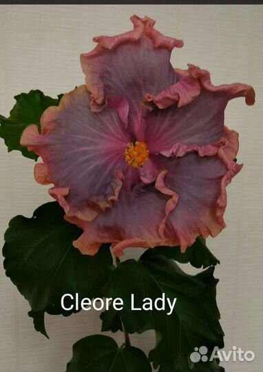 Флоридские сортовые гибискусы