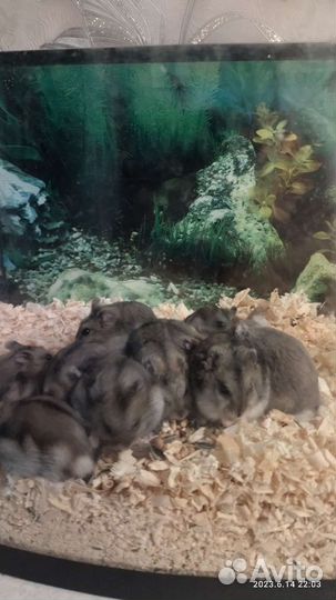 Джунгарский хомяк