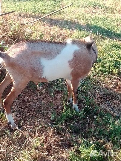 Козел ламанча