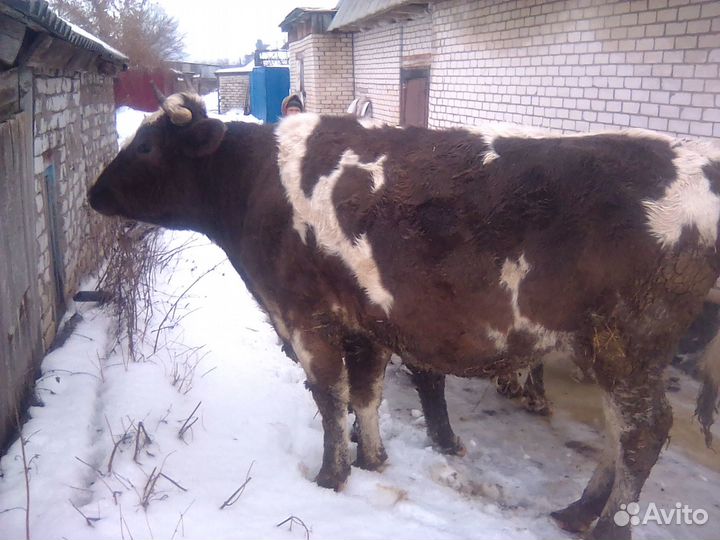 Телка на мясо