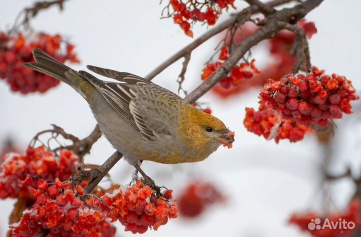 Певчие птицы