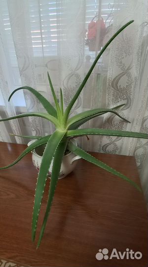 Алоэ (столетник)