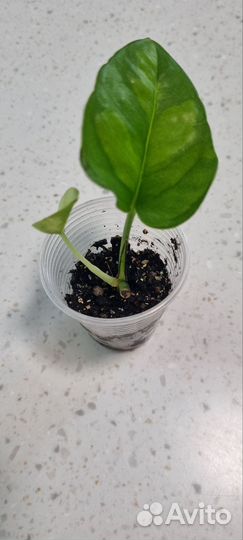 Эпипремнум глобал грин