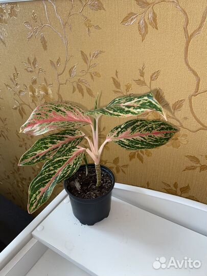 Аглаонемы, филодендрон карамель